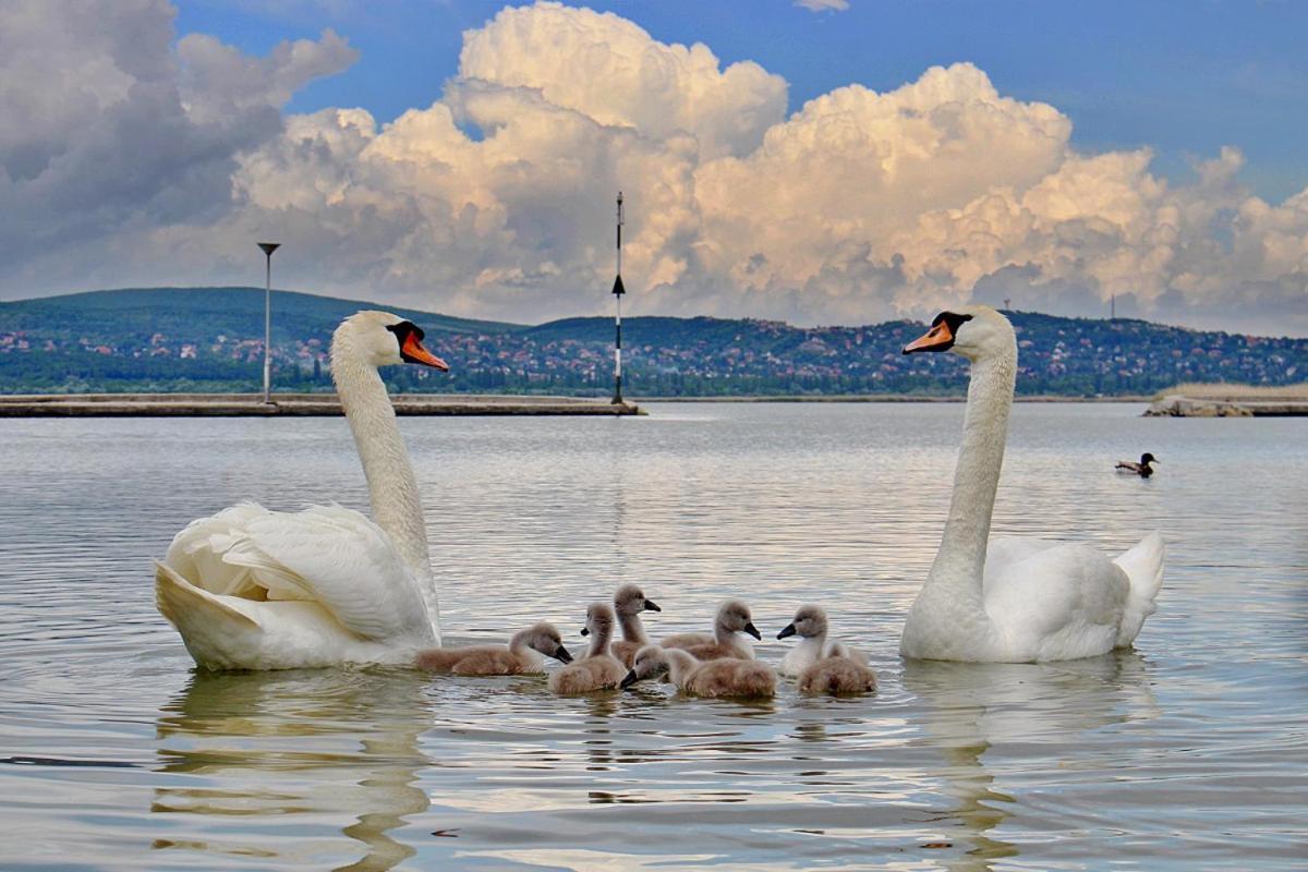 Limonádé Apartman Gárdony Esterno foto