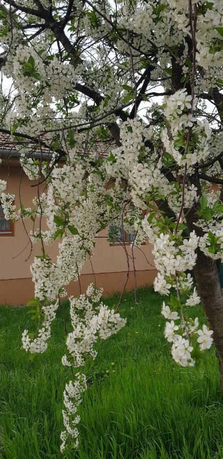 Limonádé Apartman Gárdony Esterno foto